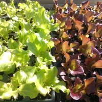 junge Salatpflanzen