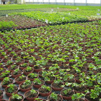 Pelargonien